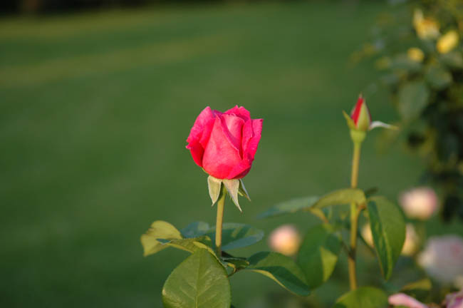 DSC_4728