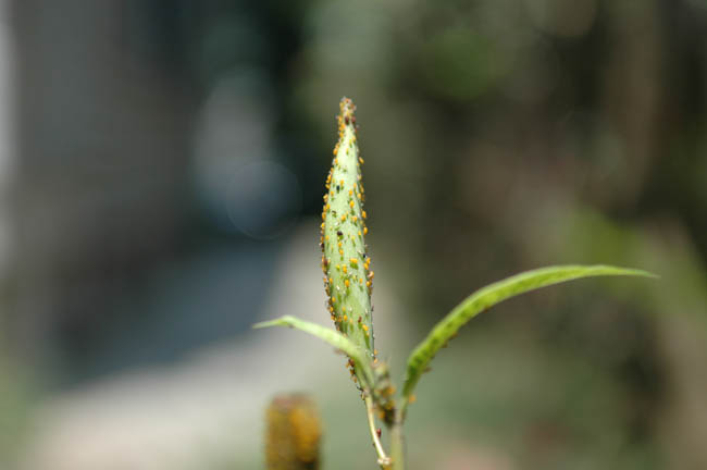 DSC_5359